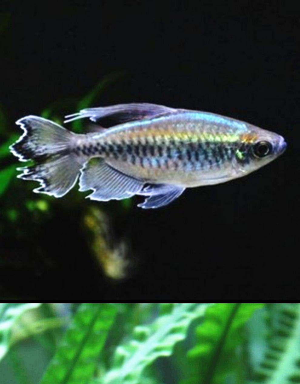 vieruodis刚果美人观赏鱼苗黄金二线扯旗电光球石美人活体草缸群游