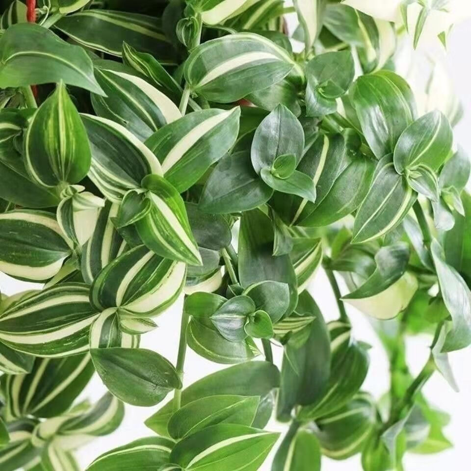 络咚棠轻奢青吊兰吊竹梅吊兰紫罗兰吊兰油画吊兰婚纱吊兰抖音sn3366吊