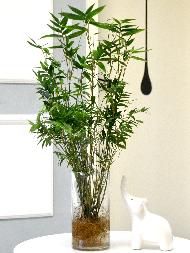 水培植物米竹室内盆栽小型凤尾竹盆景桌面绿植微盆景竹子苗观赏竹d750