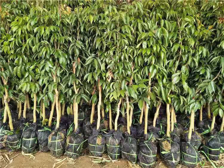 增城挂绿荔枝苗 冰荔荔枝树苗荔枝王苗嫁接果树苗挂绿无核桂味妃子笑