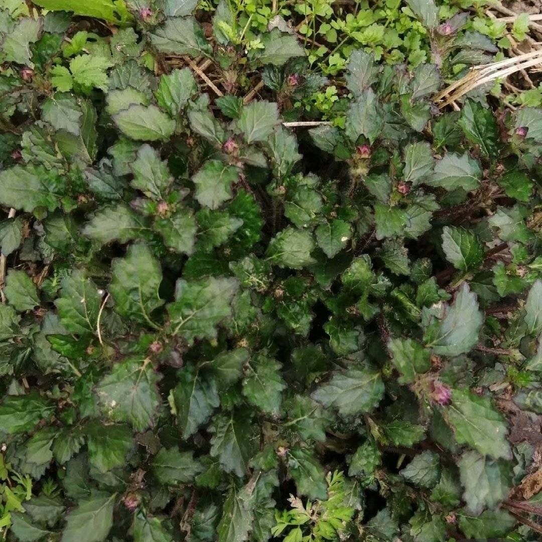 有仁堂散血草贵州大山新鲜野牲白毛夏枯草中草药材破血丹退血草白头翁