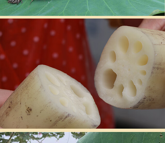 湖北尖带新鲜现挖凉拌嫩脆藕特产小水果新花藕莲菜2000g