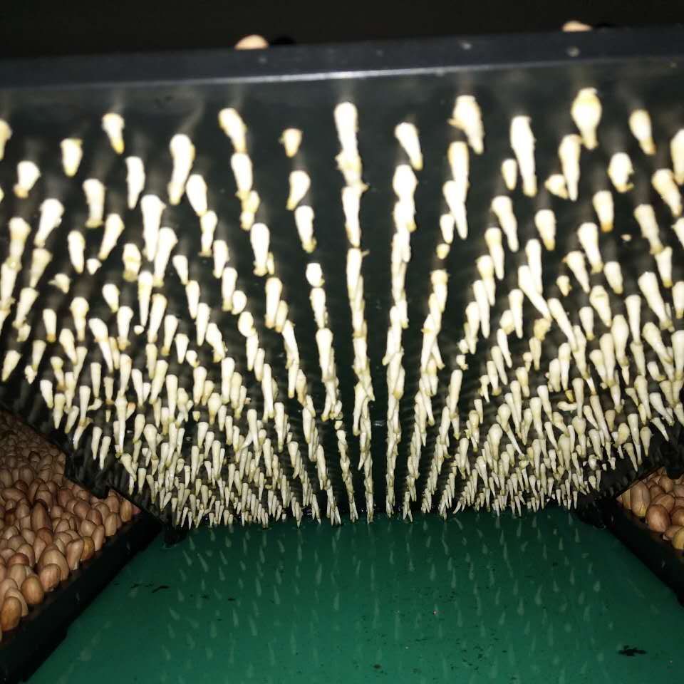 豆芽菜育苗盘芽苗菜育苗盘花生芽苗水培箱商用大号花生种植箱条形版