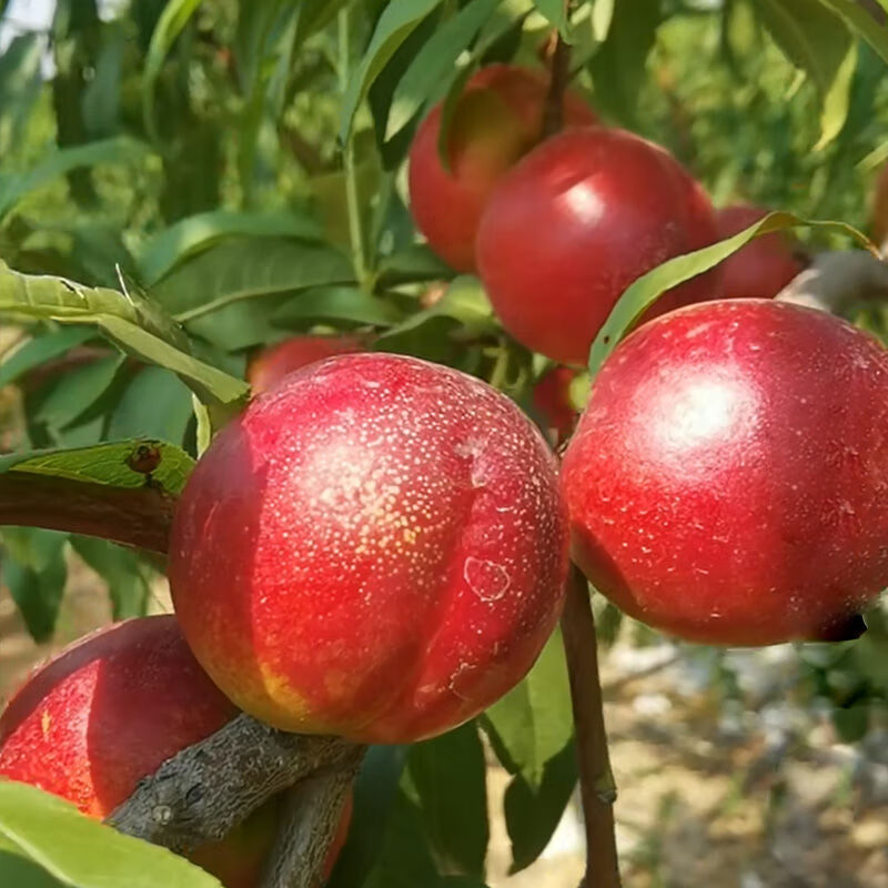 油桃樹苗早熟嫁接特大世紀之星油桃苗南北方種植盆栽地栽當年結果2年