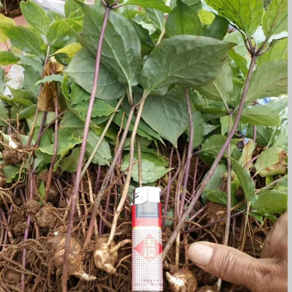 野生滇华重楼苗,七叶一枝花,高杆矮杆重楼苗 重楼种苗国产/进口:进口