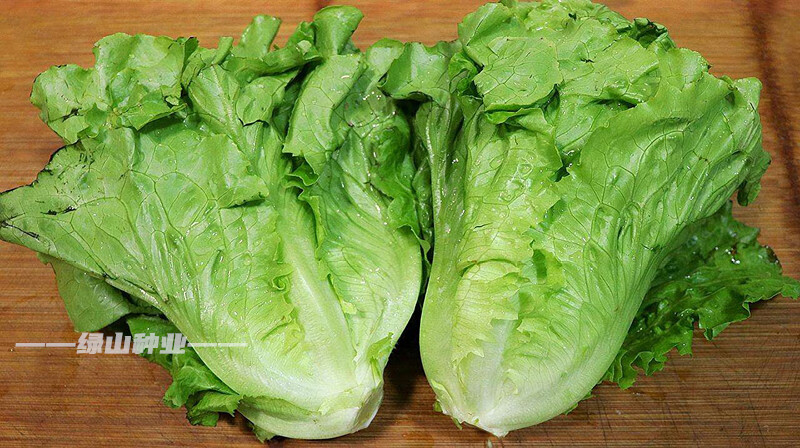 早熟高产奶油有机菜籽种春夏秋冬四季蔬菜种子农家香 香港软尾生菜
