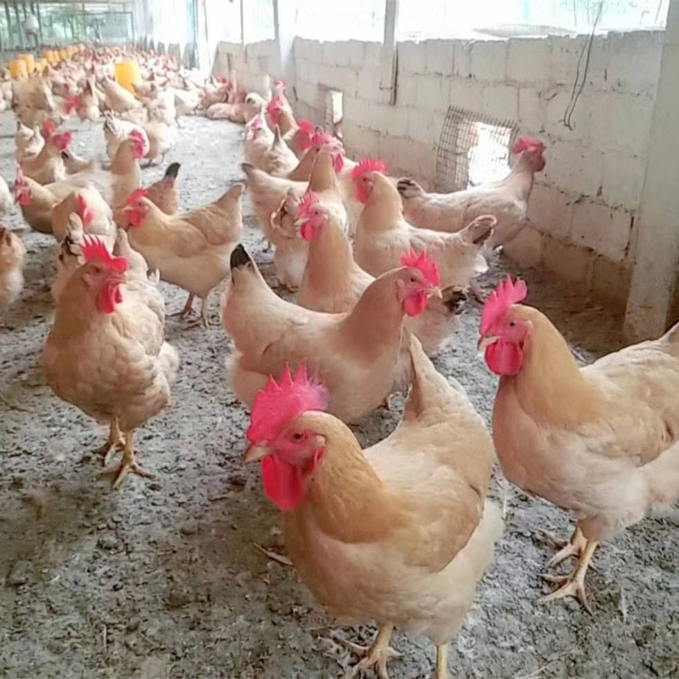 只正宗三黄鸡出壳苗三黄鸡小鸡仔出壳三黄鸡苗活苗30只起发