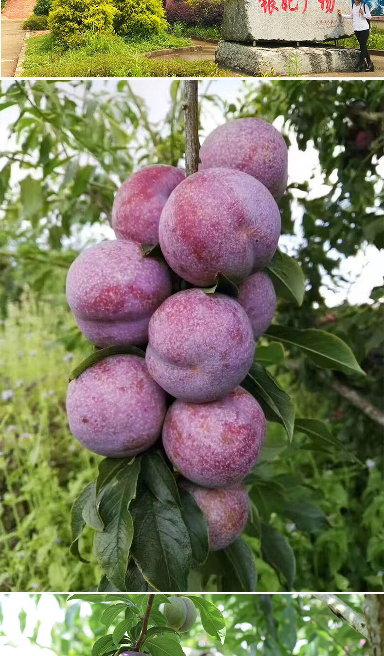 粤云山正宗信宜钱排银妃三华李plus会员3斤中果单果约3540克