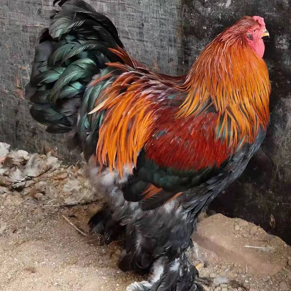 荣郁 婆罗门鸡纯种梵天鸡幼崽活鸡幼鸡巨型大体型婆罗门进口源种鸡包