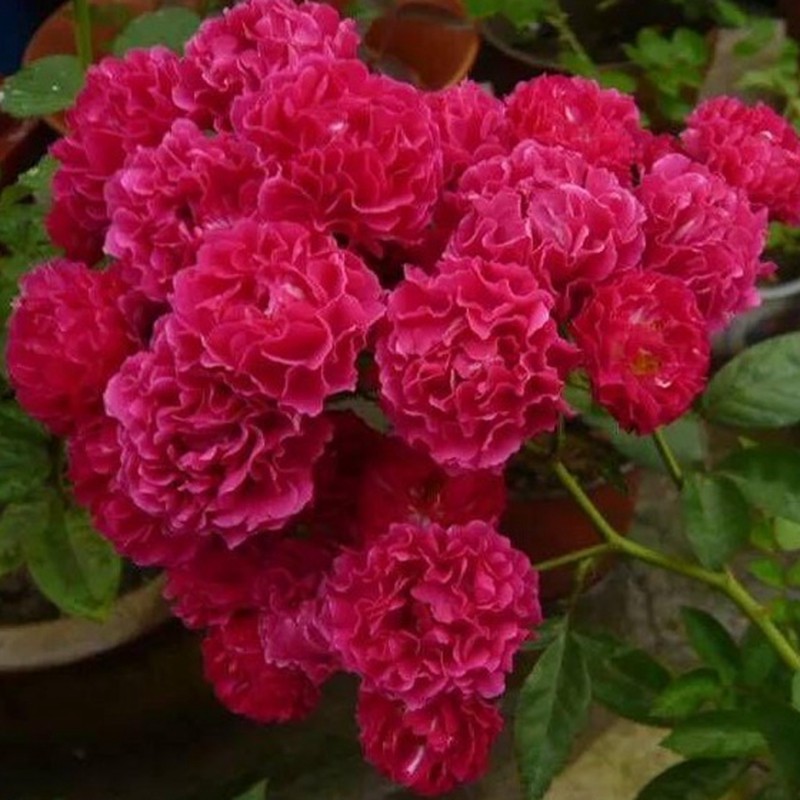 带花苞红罗莎莉无刺蔷薇月季爬藤植物庭院攀援垂吊花卉藤蔓植物盆栽