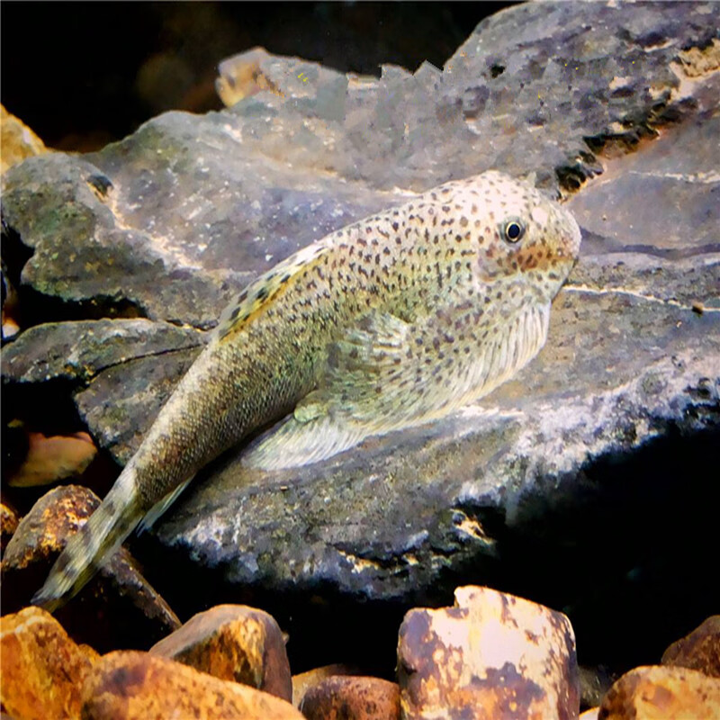 优选好物琵琶鳅双吸盘贵州爬岩鳅除藻吃垃圾鱼缸清洁活体观赏鱼冷水