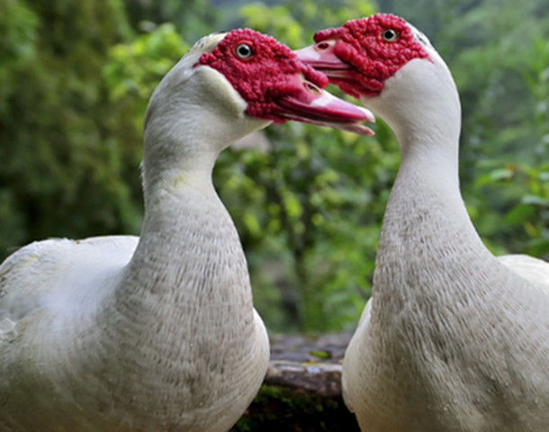 农家散养鸳鸯番鸭红头鸭肉活体新鲜鸭子肉鸭肉整只土