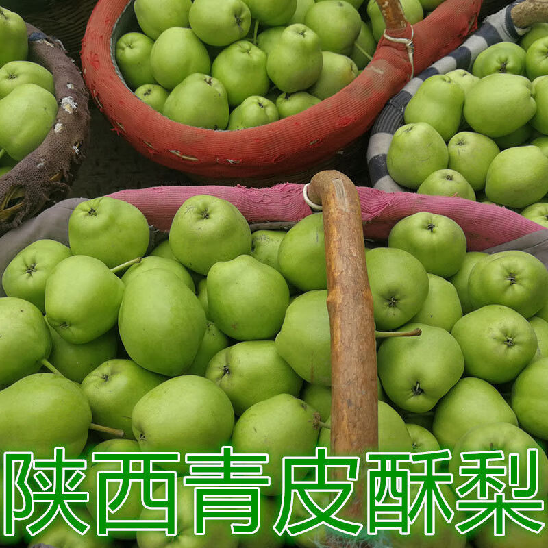 当季青梨子新鲜青酥梨现摘现发青皮梨酸甜可口青梨单果200g起 青酥梨5