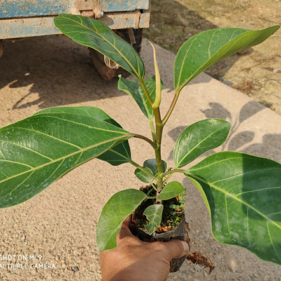 花姬 正宗高山榕树苗 大叶榕苗大青树马榕富贵庭院绿化常绿地栽植物