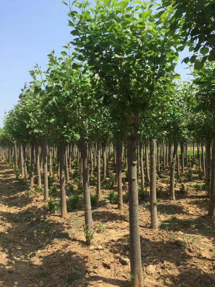 别墅庭院浓香植物南北方种植紫色嫁接独杆丁香4公分粗141cm含170cm含