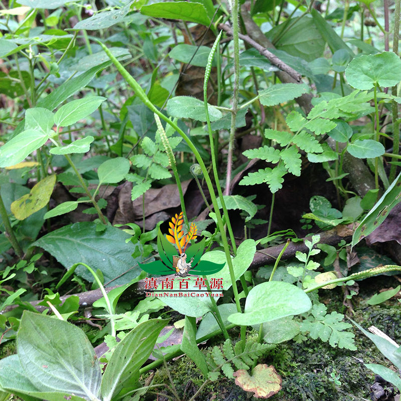 伟博伟博一支箭 蛇须草 新货精选无硫熏云南药材瓶儿小草 矛盾草 250