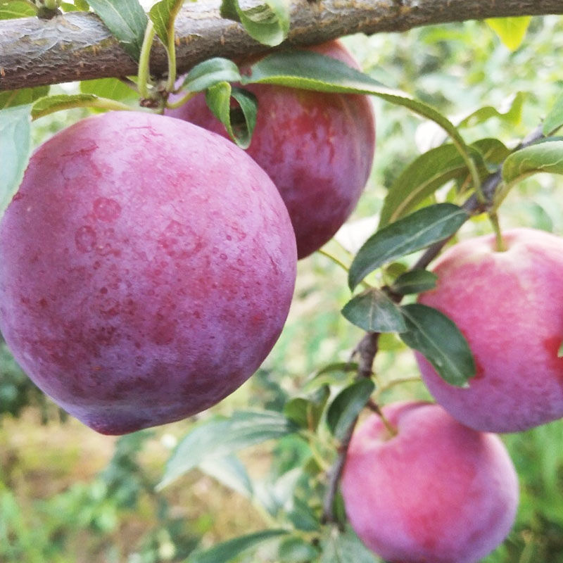 现摘现发陕西红玫瑰冰糖李李子当季新鲜水果应季红布林2/5/10斤 5斤