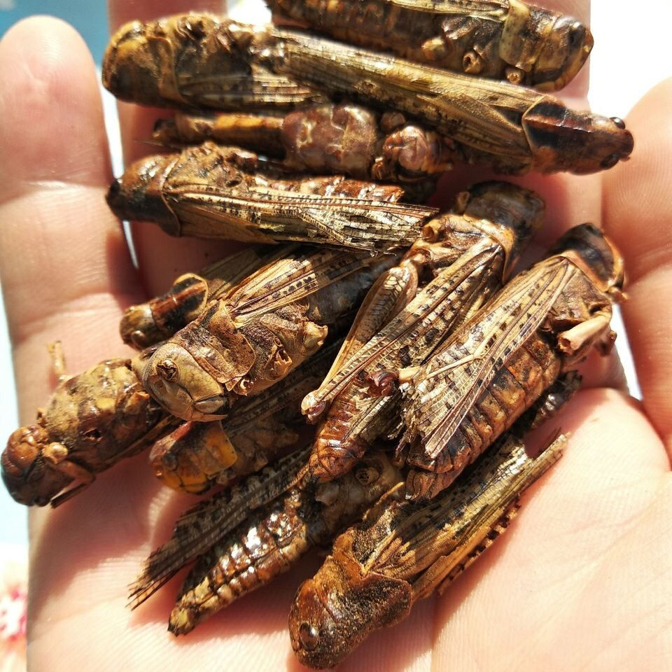 北京同仁堂原料烘干蚂蚱干蝗虫干蚱蜢干可中药材可磨蚂蚱粉鸟食 官方