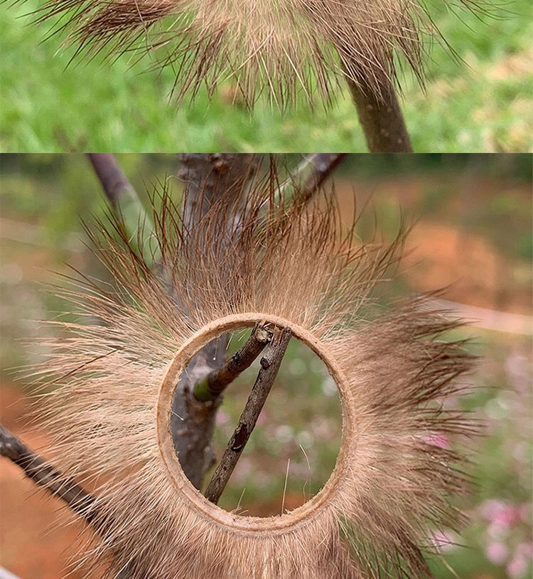 私密发货 锁精天然山羊眼圈男用阴茎锁精套环女用刺激高潮 一只