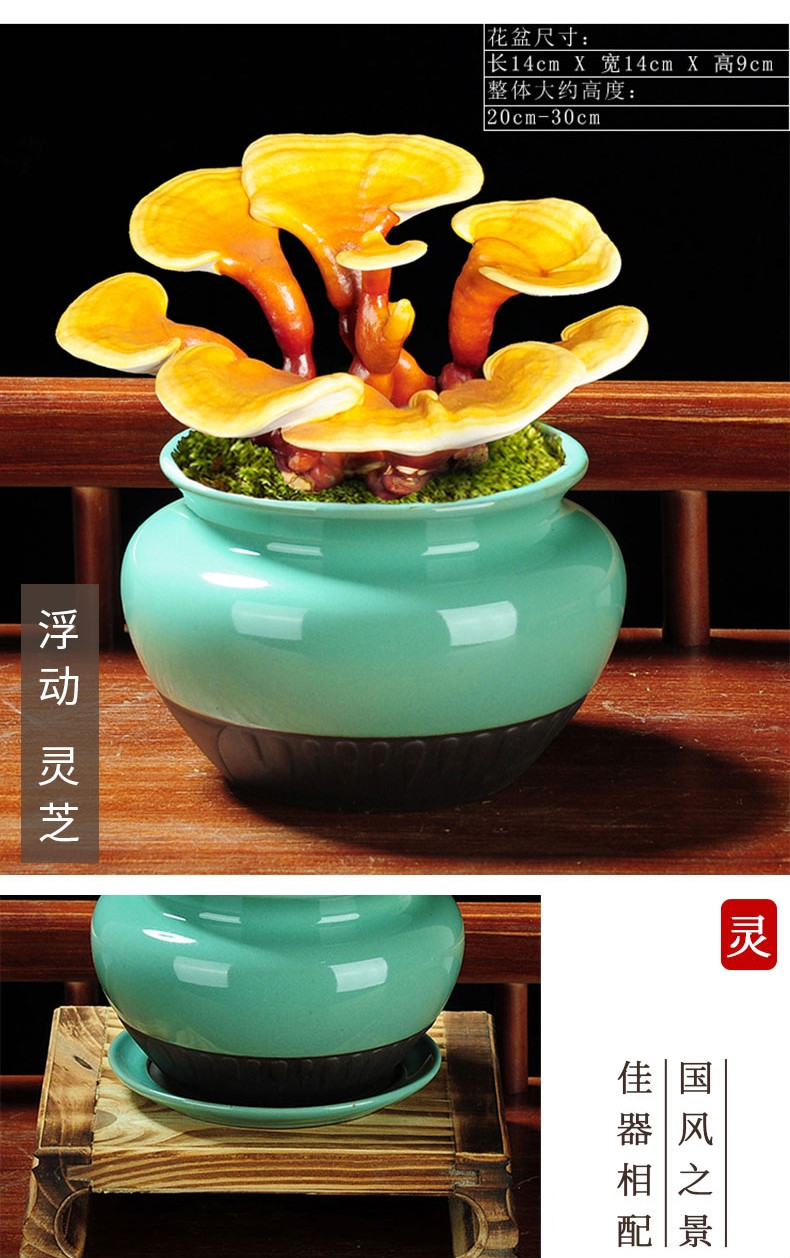 种着玩赤灵芝盆景盆栽体种植客厅室内办公室常青桌面长青植物暗灵芝