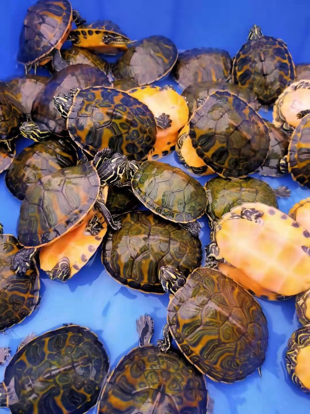 火焰龟宽火焰龟苗素食乌龟活物宠物观赏龟深水吃鱼粪 10-12cm 红腹