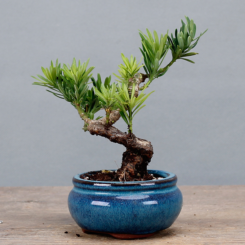 南通雀舌罗汉松微型小品盆景盆栽品种纯正一物一拍 办公室绿植 黑色