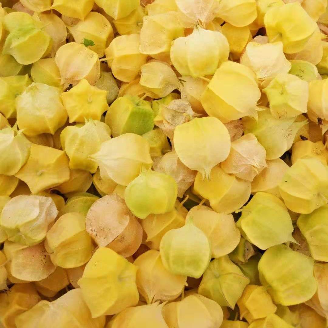 菇娘果黄姑娘灯笼果洋菇娘果东北特产黄金豆新鲜应季水果3斤2斤装