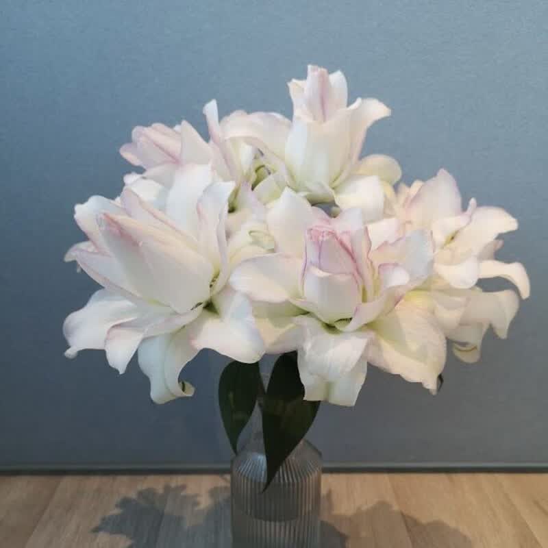 百合界的甜蜜约会重瓣百合鲜花云南直发插花水养绝顶品质 新农场白雪