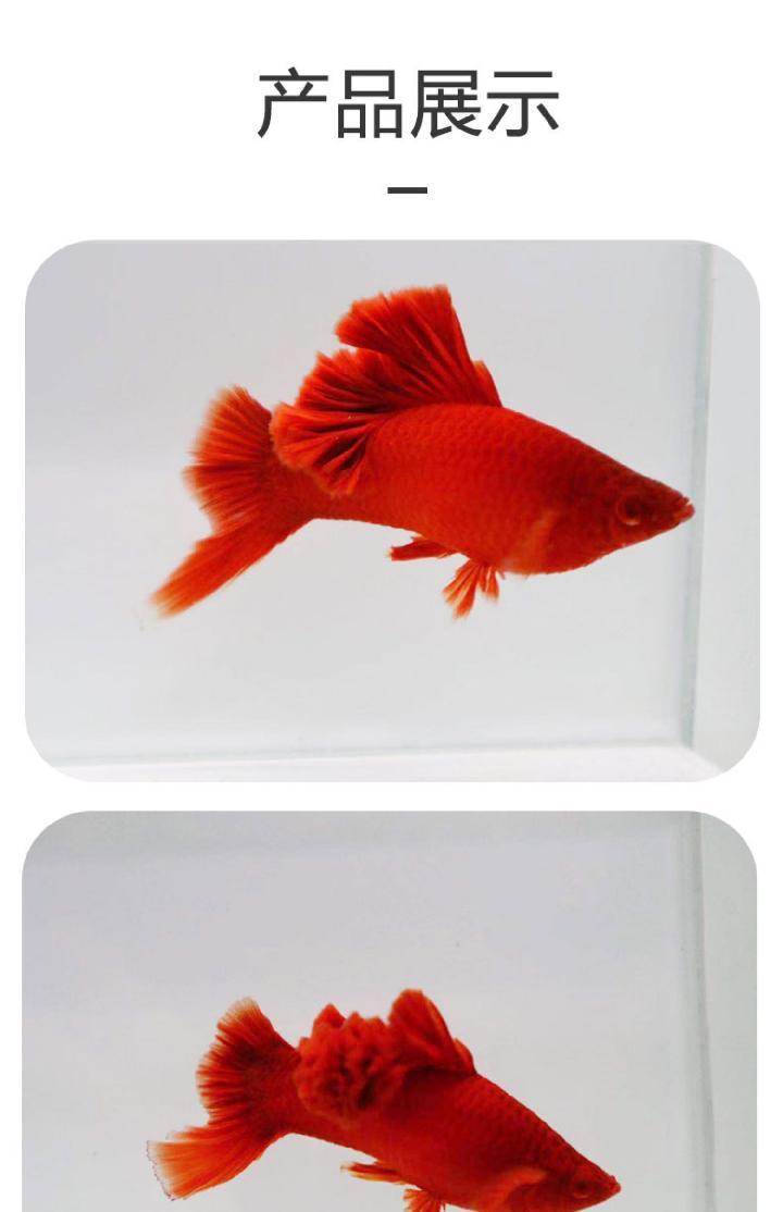 萌小鼠高鳍红剑鱼菊花帆红剑狼牙帆红箭鱼活体热带观赏鱼苗种鱼刀公 2