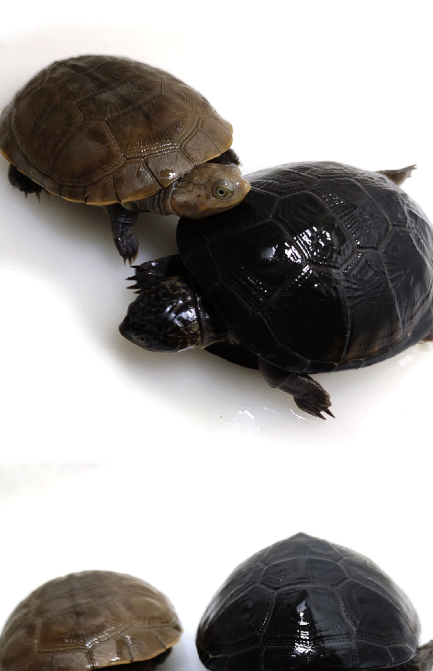 乌龟西非龟活体宠物龟呆萌深水龟沼泽侧颈龟苗活物热带观赏龟 错甲