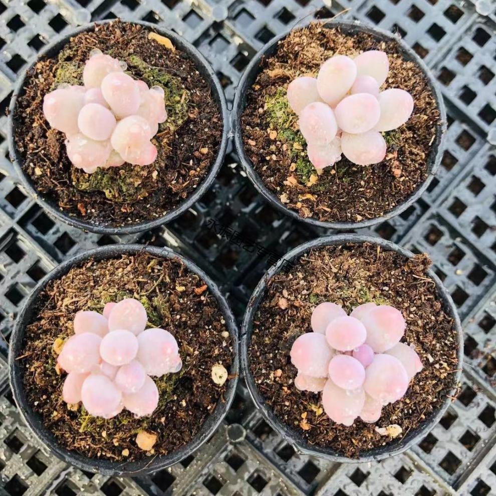 汤圆 多肉植物 韩国新品 糖豆 手指奶 迷你超萌 控养丸叶 小萌物