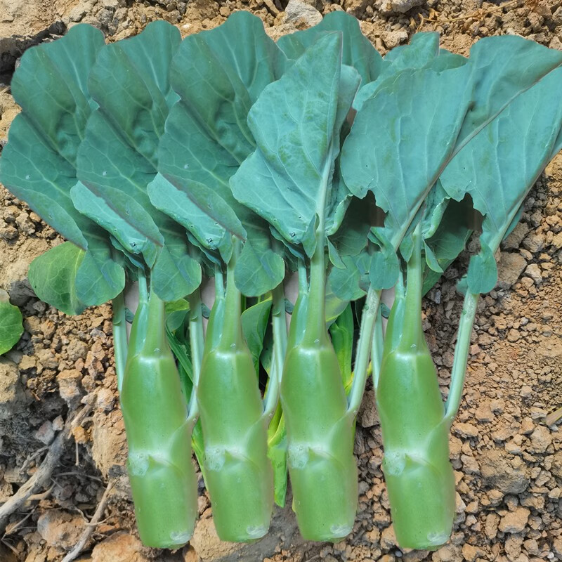 揭美黄花芥兰筷种子芥蓝种子香菇粗条中花芥兰种子蔬菜种子大笋迟花粗