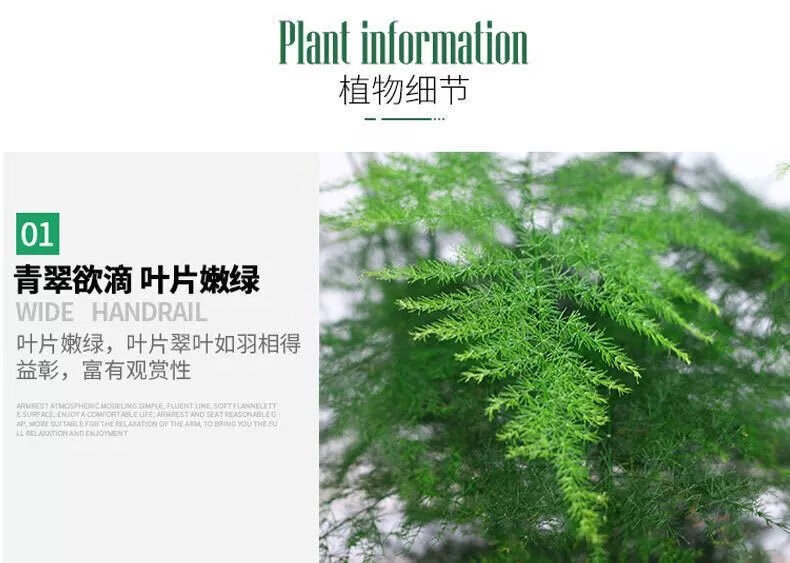 13，【精選】文竹大苗四季常青盆栽綠植室內水培植物雲竹盆景帶盆花卉 小文竹(一份不含盆)10cc 文竹原土()肥