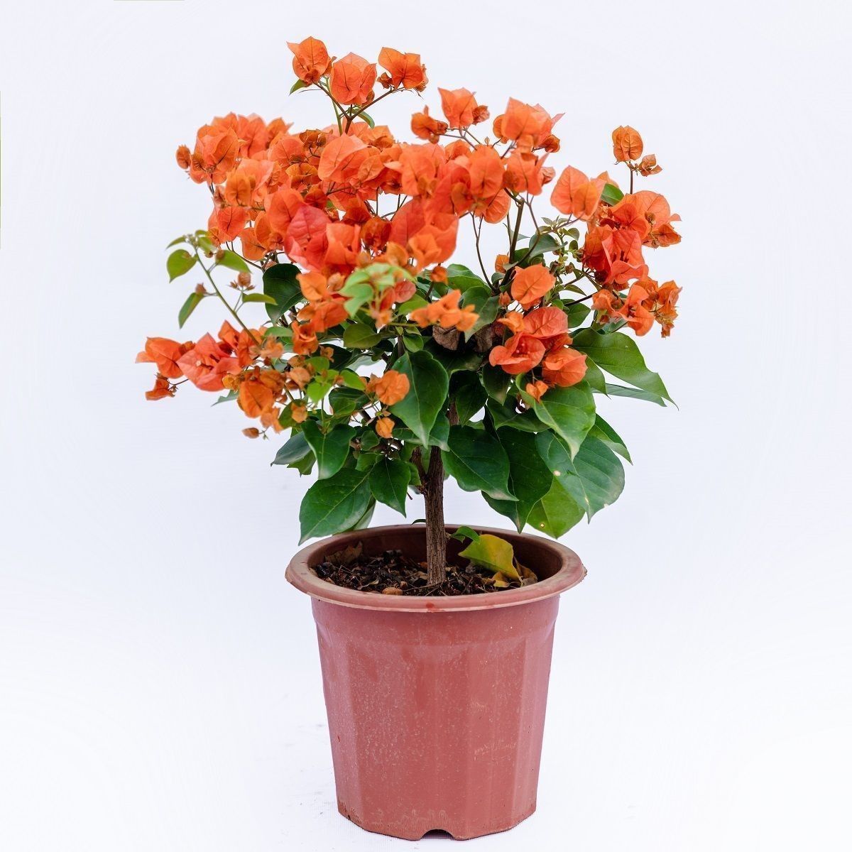 嘉瑰三角梅树苗四季开花室外盆栽花卉植物耐寒三角梅树苗盆景定制