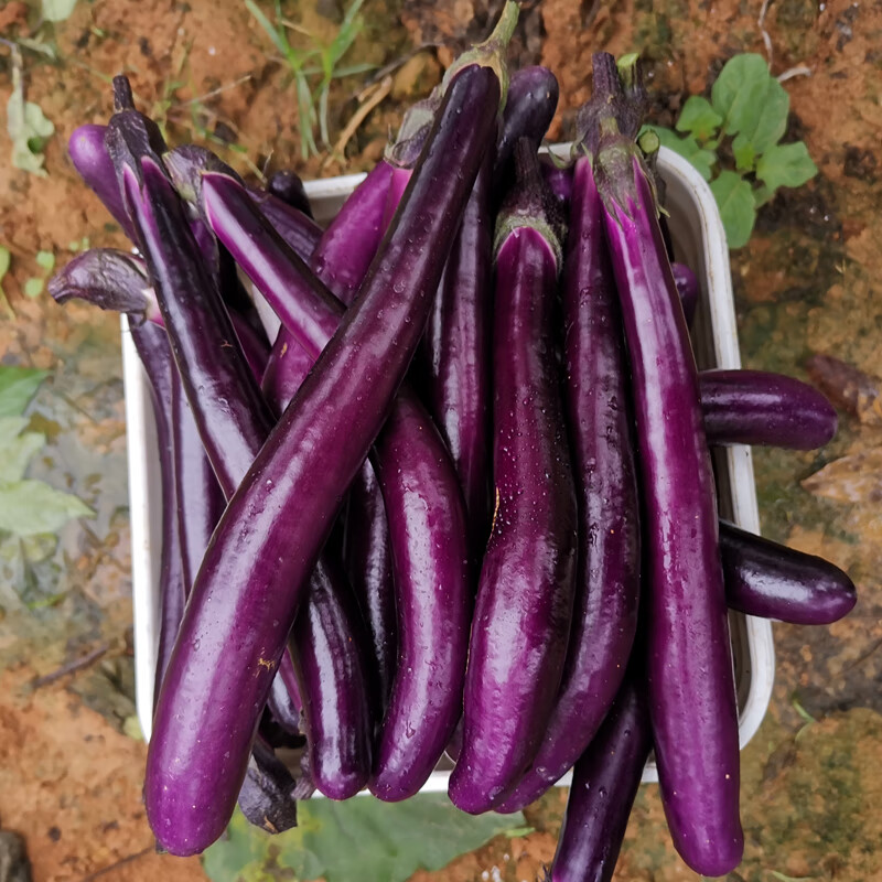 新鲜茄子 线茄子细长小茄子福建农家现摘茄瓜绿色天然蔬菜 2500g