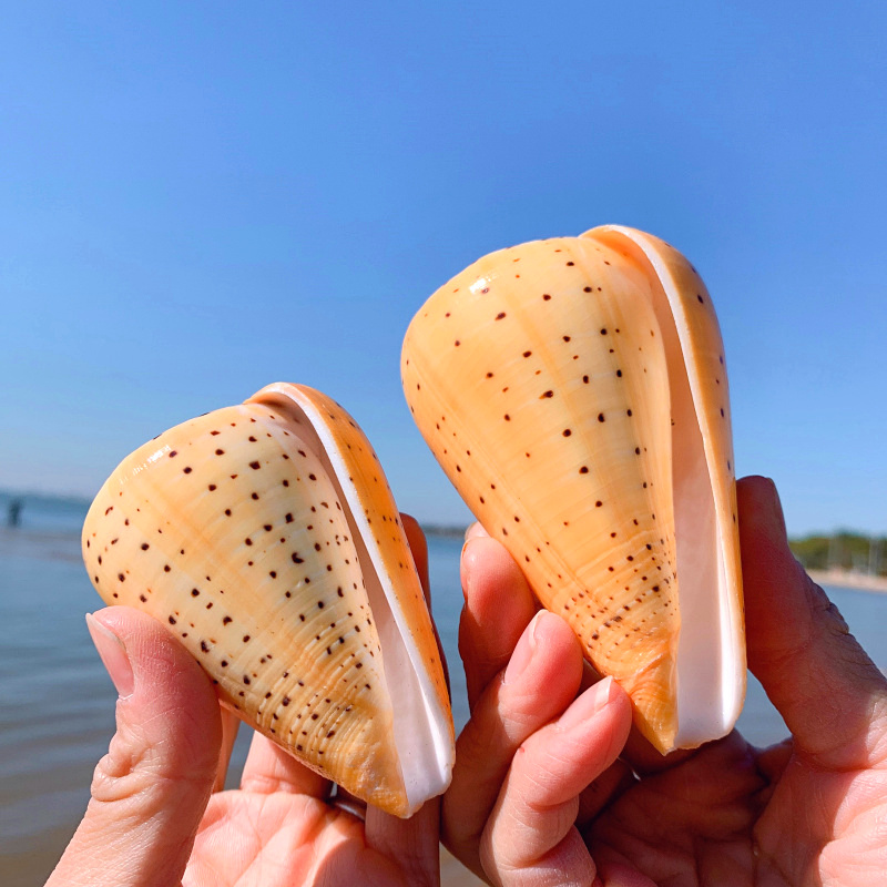 黄玉米螺天然贝壳海螺玉米芋螺鱼缸造景水族装饰地中海风格摆件 黄