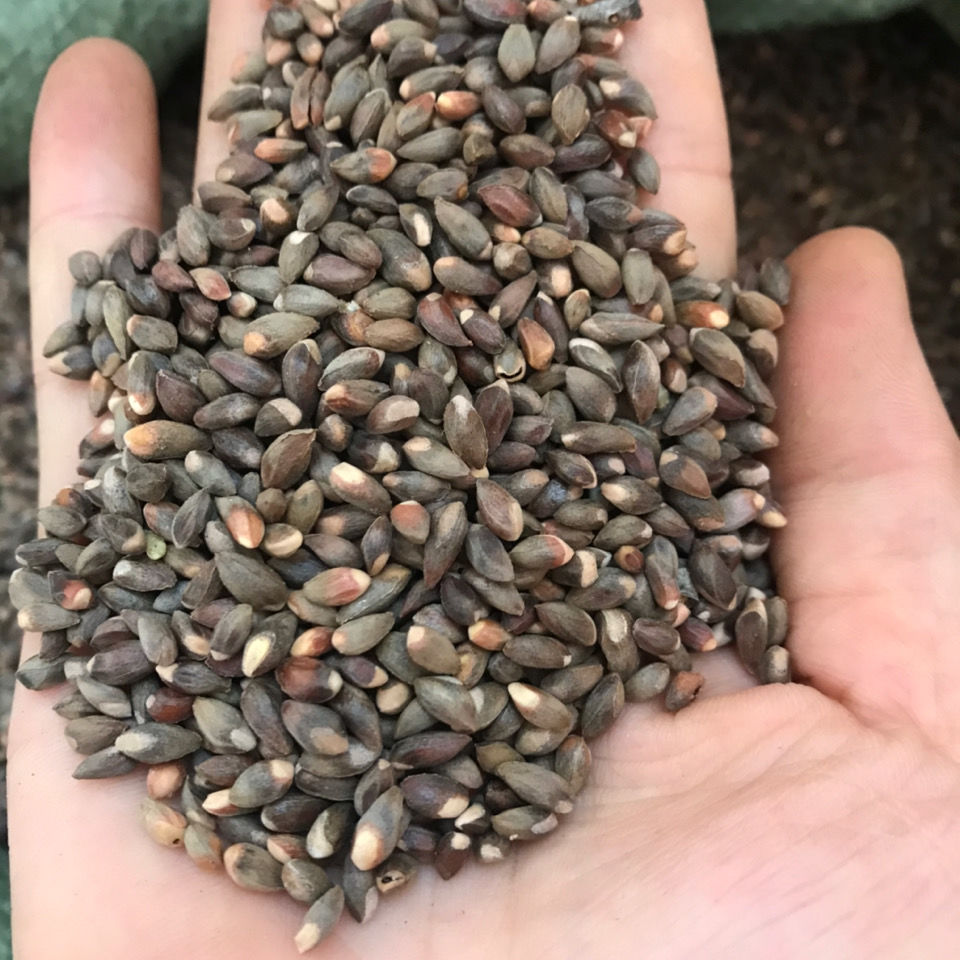 柏树籽500克侧柏籽柏子柏实柏树果 带壳柏子仁装