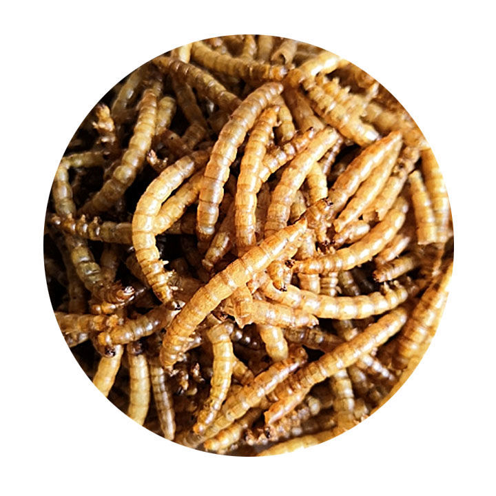 伟博五谷虫 中材 黄金五谷虫 蝇蛆干 水仙子 蛆虫干 250克 250克