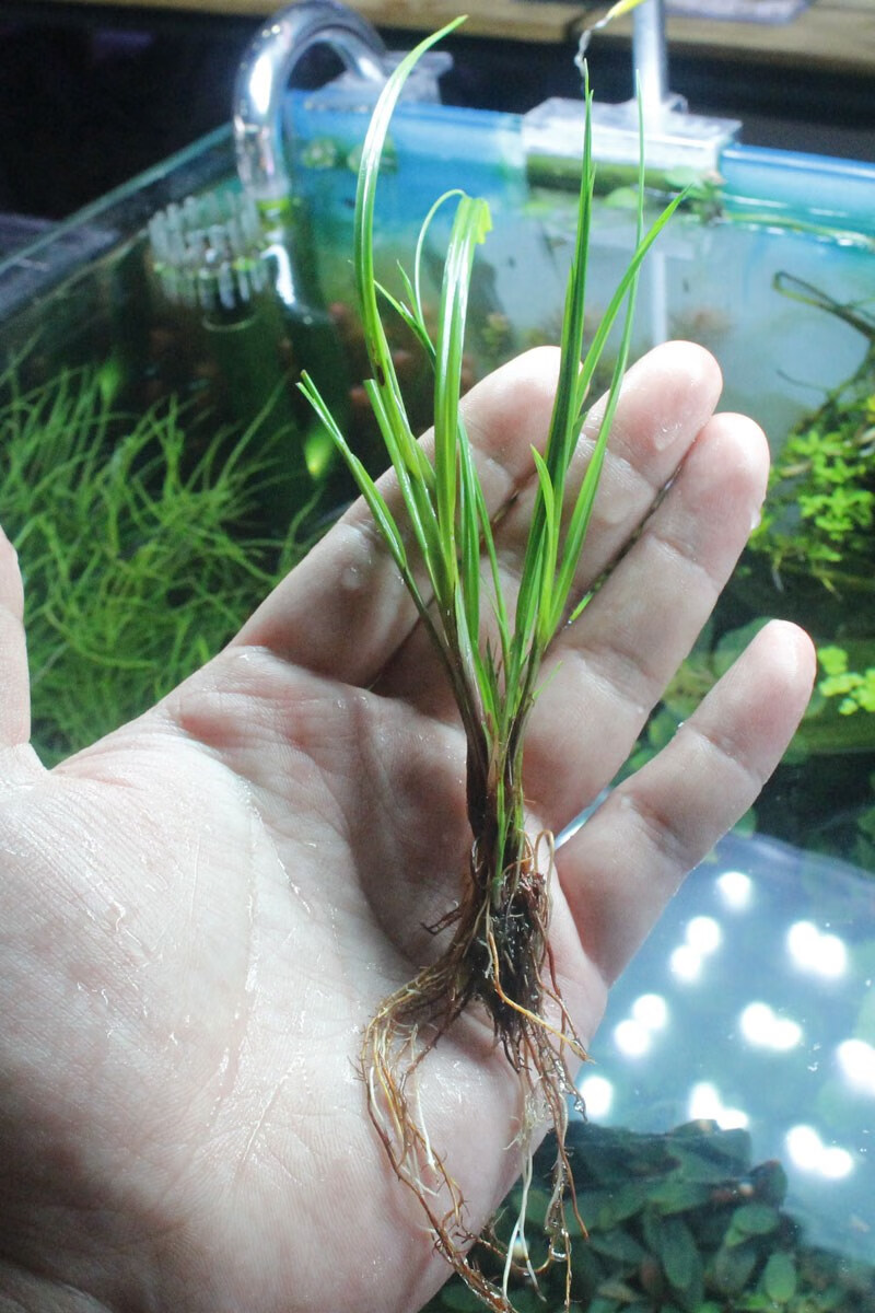 大水兰线叶谷精泰国水剑细叶水兰迷你小水兰水下叶针叶皇冠后景草