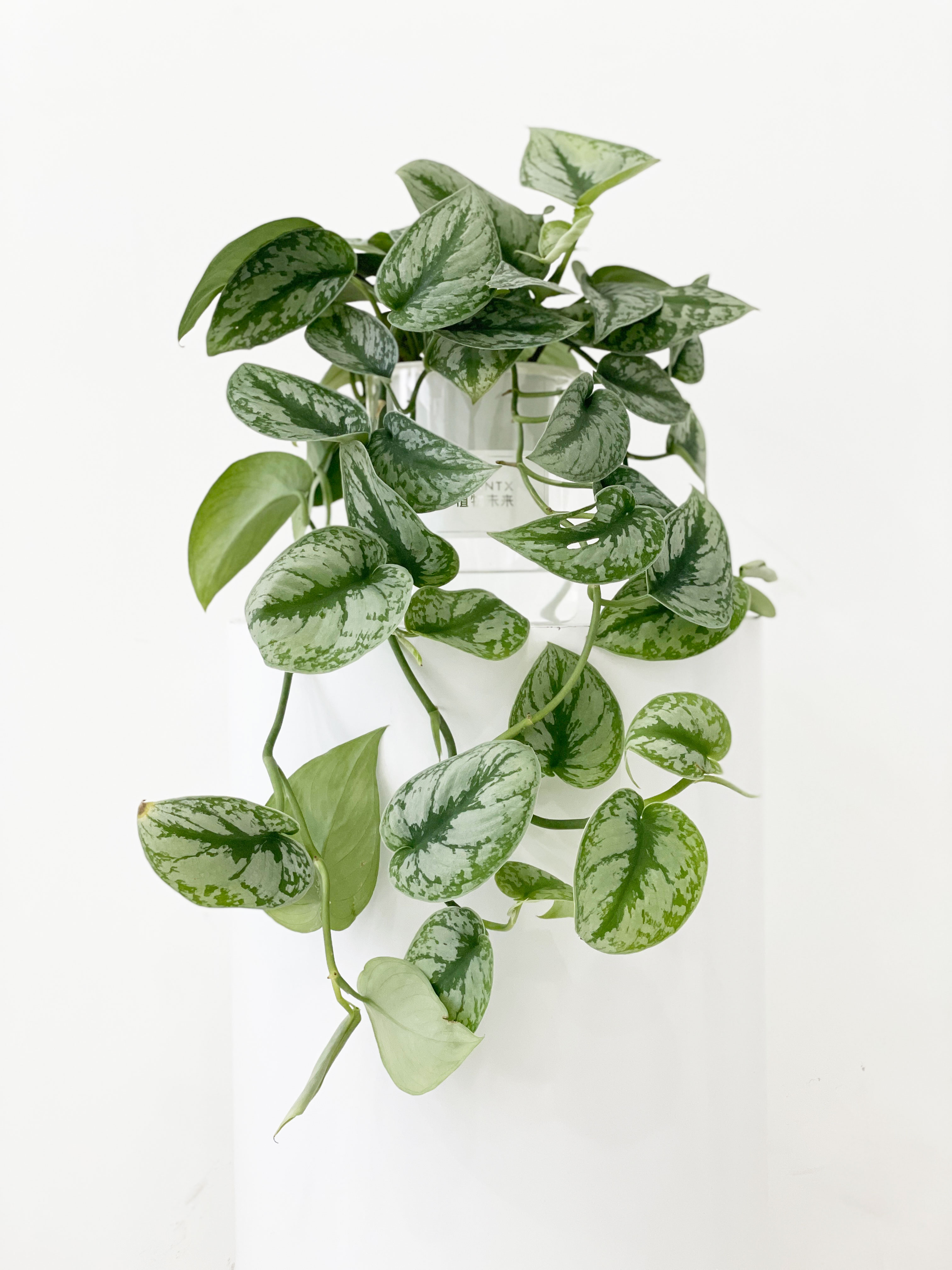 多瑙梦大叶银斑葛北欧拉藤室内小绿植电视柜桌面喜阴带玻璃盆大叶银斑