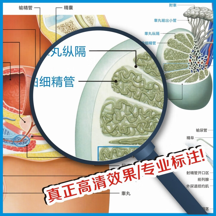 男生殖挂图男生殖器生殖器官海报图片医院科室男科挂图 男性生殖示意