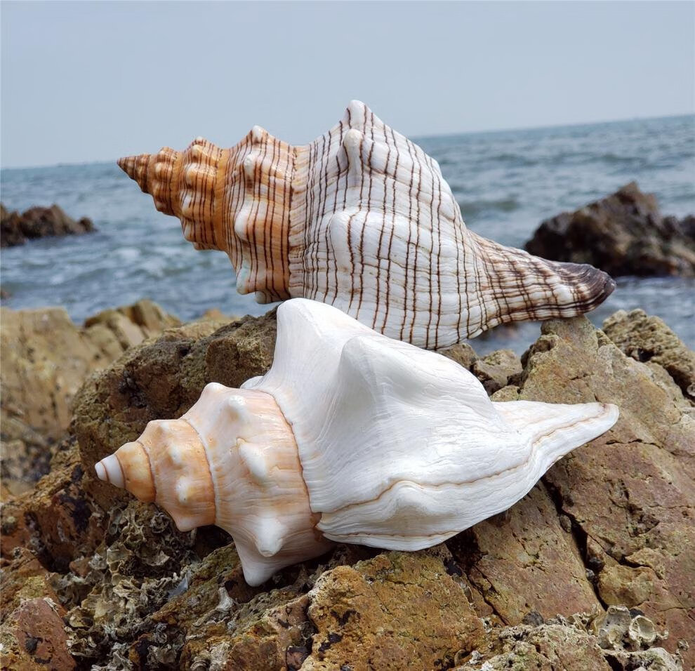 万宝螺天然超大贝壳海螺四大名螺礼品鱼缸造景水族装饰品摆件 左旋螺