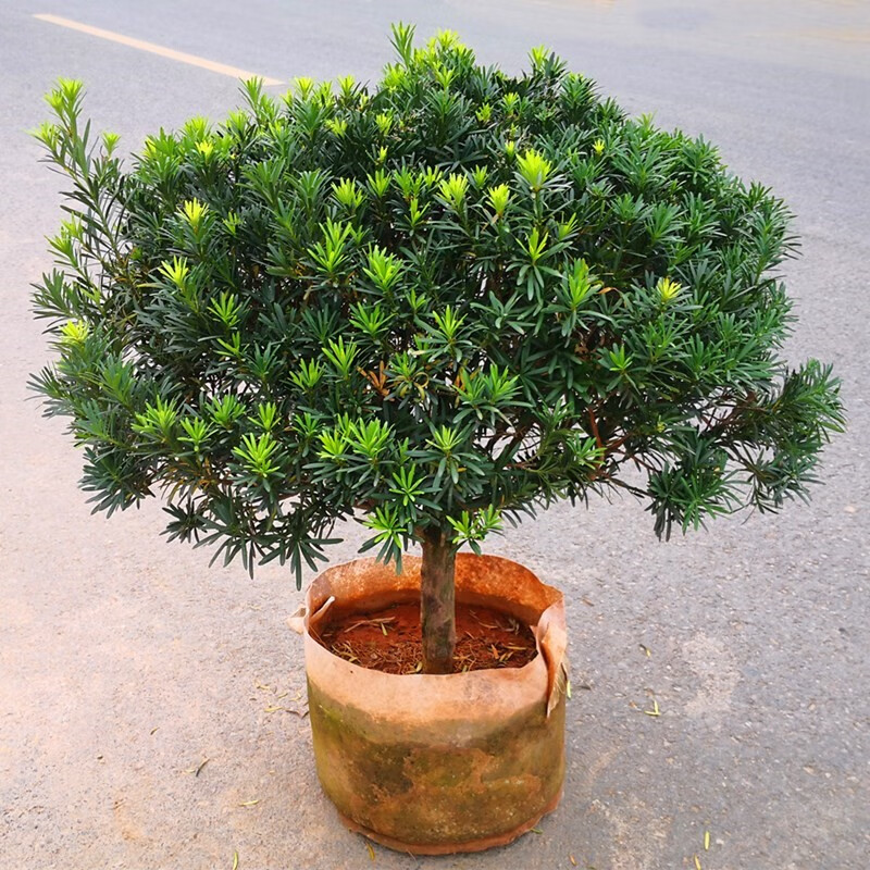 罗汉松盆景树苗大叶小米雀舌罗汉松阳台盆栽黑珍珠带土球四季常青 4-5