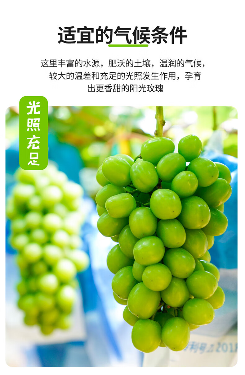 顺丰现摘阳光玫瑰晴王香印青提新鲜水果当季无籽葡萄圣诞送礼孕妇宝宝