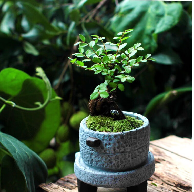 小榆树盆景盆栽室内造型老桩小叶榔榆熟盆露根微型黄杨小树桩绿植锋霸