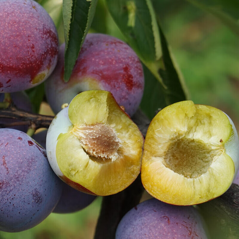 四川脆红李子树苗嫁接凤凰李脆甜红心李子苗五月脆南北方种植当年结果