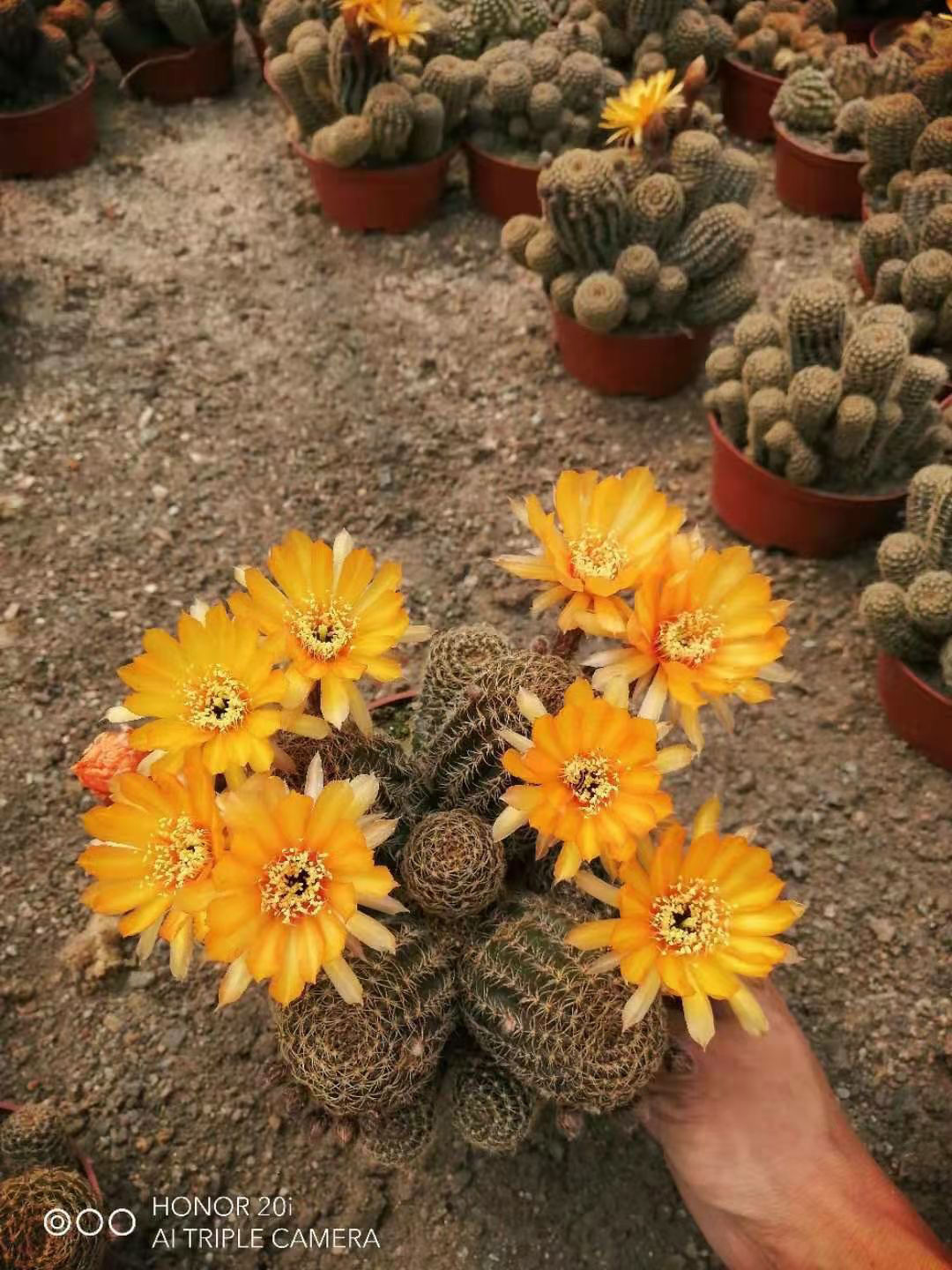 开花罗星丸仙人球裸萼球属群生多头易群花阳台盆栽多肉植物 黄金荷花