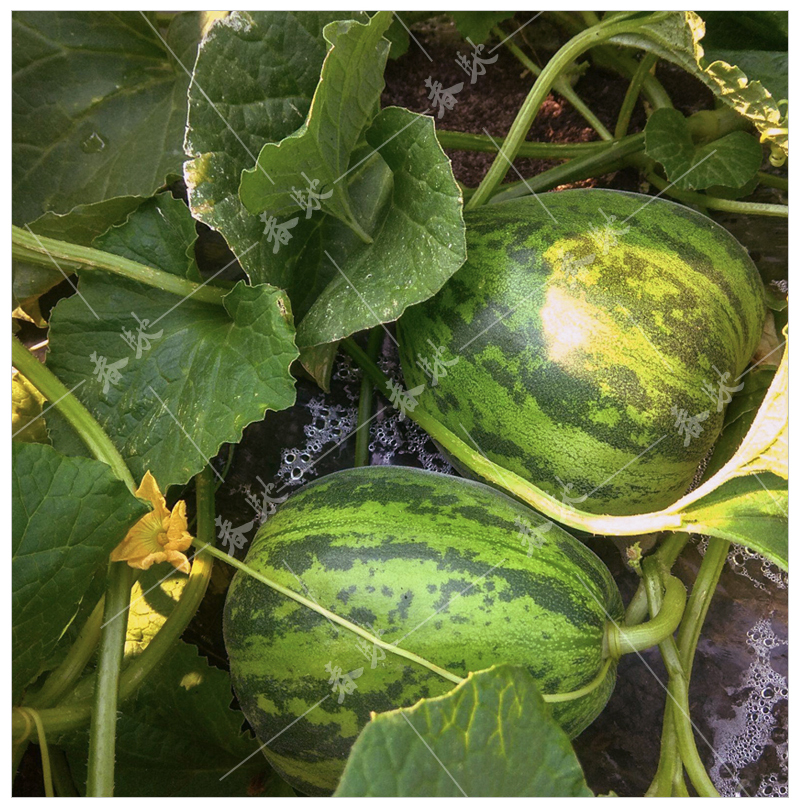 京豐花皮豹點甜瓜種子花妮雜交八里香脆肉香瓜花蕾薄皮水果種籽花妮5