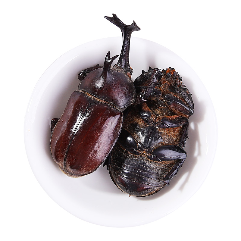 同仁堂独角仙干500克独角仙 锹甲 甲虫 独角虫可打粉中药材店铺 250g