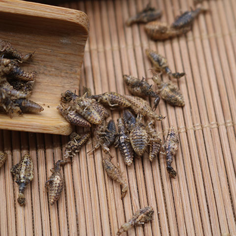 伟博金沙牛中药材地牯牛野生倒退虫蚁狮金砂牛特级水洗无沙沙牛粉 生